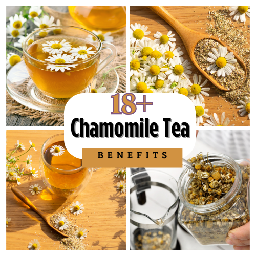 chamomile